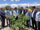تأکید جهاد کشاورزی آذربایجان شرقی بر احیای باغات خسارت‌دیده شبستر