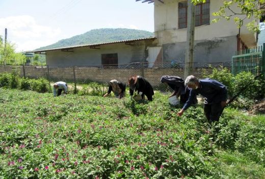 تولید 130 تن گل گاوزبان در نکا