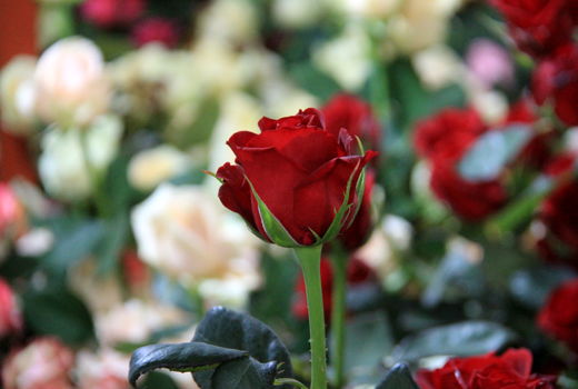 تولید گل رز شاخه بریده_معموره بروجن 