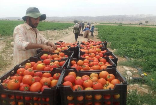صادرات گوجه فرنگی شهرستان مهر به حوزه خلیج فارس