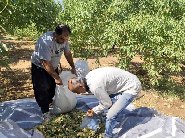 رکورد ۸ تن برداشت بادام در هکتار توسط باغدار سامانی استان چهارمحال وبختیاری