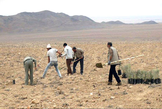 اختصاص اعتبار برای نهال کاری مناطق بیابانی در استان سمنان