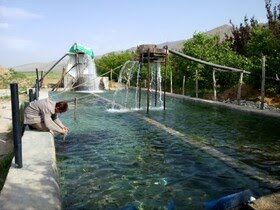 رهاسازی یک میلیون و ۴۰۰ هزار قطعه بچه ماهی در استخرهای کشاورزی فارس
