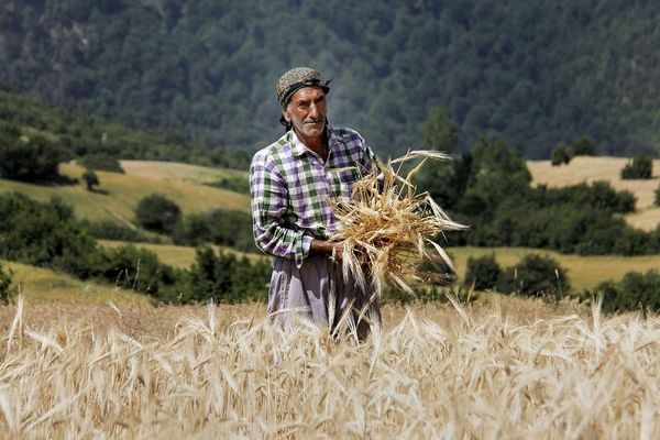 مشارکت بیش از ۱۱۴ هزار فعال کشاورزی در بزرگ‌ترین فرایند ملی ترویج دانش و فناوری