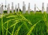 تغییر کاربری غیرمجاز؛ تهدید امنیت غذایی و تشدید نابرابری