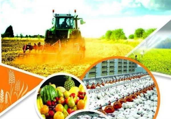 تعاونی‌ها و تشکل‌های کشاورزی در سال "جهش تولید" پویا شدند