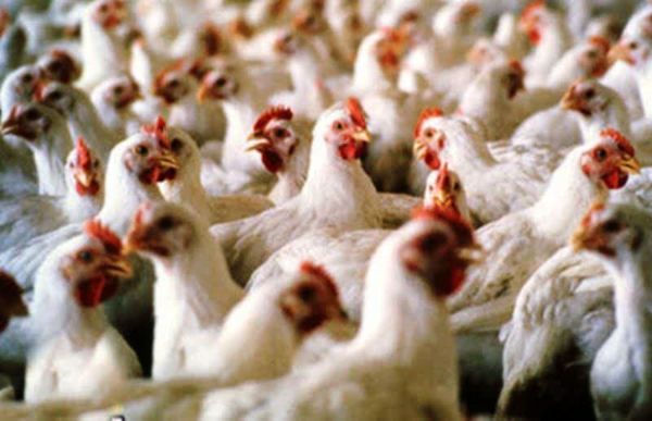 صدور مجوز ساخت 600 واحد مرغداری در خوزستان