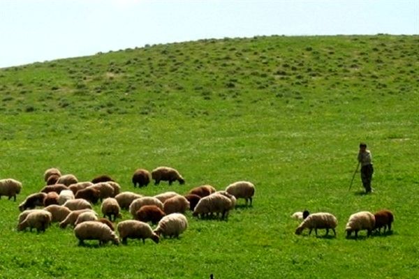 ۴۰ هزار هکتار مرتع ممیزی نشده در چهارمحال و بختیاری شناسایی شد