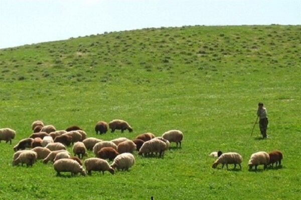 ۴۰ هزار هکتار مرتع ممیزی نشده در چهارمحال و بختیاری شناسایی شد