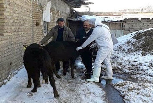 طرح رایگان واکسیناسیون دام در آذربایجان شرقی اجرا شد