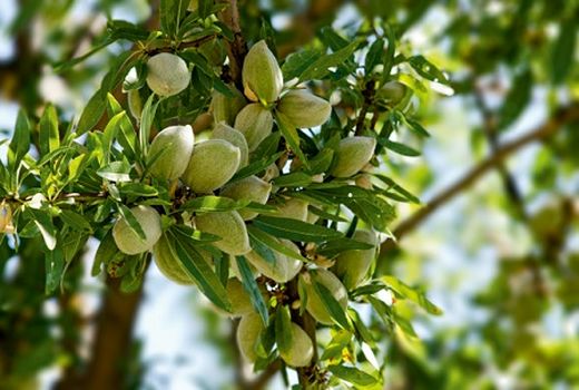 پیش بینی استقرار 70 واحد صنعتی در شهرک تخصصی بادام چهارمحال و بختیاری 