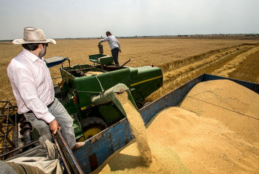 خرید تضمینی یا قیمت تضمینی