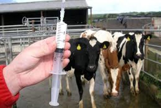 سمنان قطب تولید داروهای دامی است