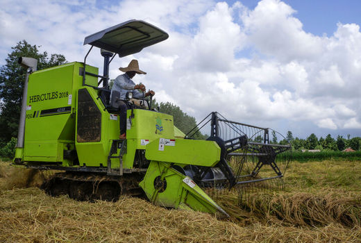 ۵۲ پرونده تعزیراتی برای شالیکوبی‌های گیلان تشکیل شد