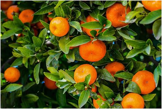 صادرات طلای نارنجی مازندران از ۲۰ هزار تن گذشت