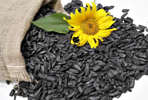 ثبت سفارش واردات موز، قهوه، تخمه آفتابگردان، کنجد، بادام زمینی، کاکائو و ذرت انسانی از پنجم مهرماه آغاز می‌شود