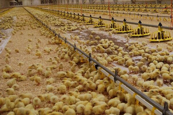 افزایش ماهانه یک میلیون قطعه جوجه ریزی در مرغداری های آذربایجان غربی 