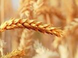 پنجاه و یکمین کارگروه ساماندهی گندم استان کرمان برگزار شد