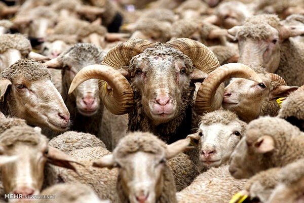 برنامه‌های دولت یازدهم در پرورش و اصلاح نژاد دام سبک