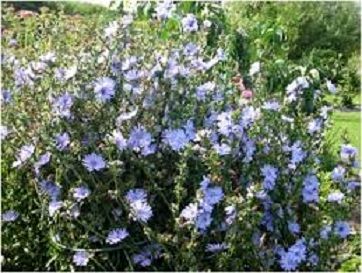 ضرورت زراعت محصولات کم آب‌بر