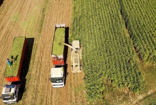 پیش بینی برداشت 400 هزارتن ذرت علوفه ای از مزارع چهارمحال و بختیاری