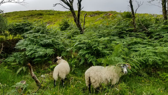 سفری به اسکاتلند