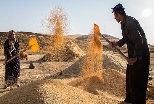 خرید تضمینی بیش از 1.6 میلیون تن گندم توسط تشکل‌های تعاون روستایی