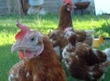 وحشت گرجی‌ها از شیوع آنفلوآنزا در این کشور