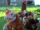 وحشت گرجی‌ها از شیوع آنفلوآنزا در این کشور