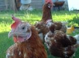 وحشت گرجی‌ها از شیوع آنفلوآنزا در این کشور