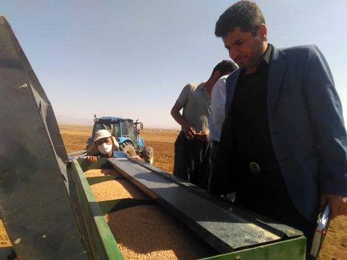 اختصاص 23 هزار هکتار به کشت شتوی در آباده