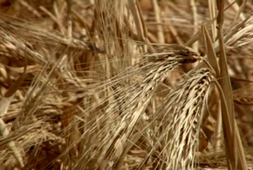 برداشت جو دیم در کازرون