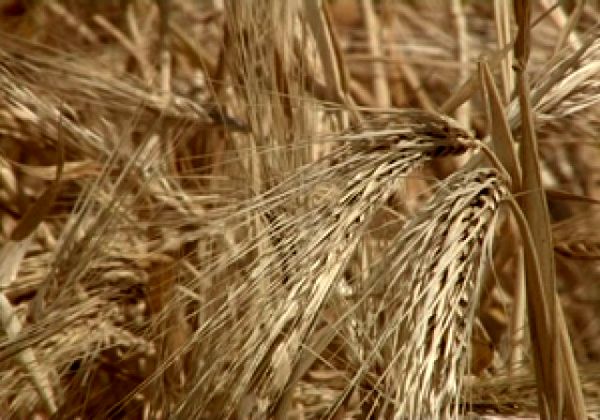 برداشت جو دیم در کازرون