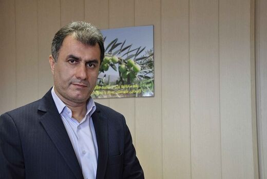 برداشت نوبرانه فندوق از باغات گیلان آغاز شد
