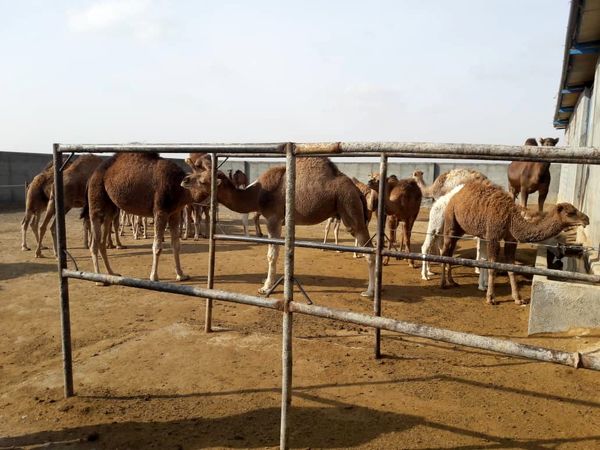 بازدید مدیر جهاد کشاورزی فاروج از واحد های پرورش شتر 