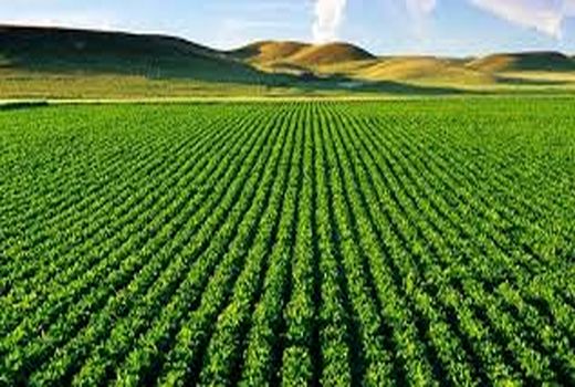 سه هزار هکتار سطح زیر کشت دانه روغنی سویا در این شهرستان 