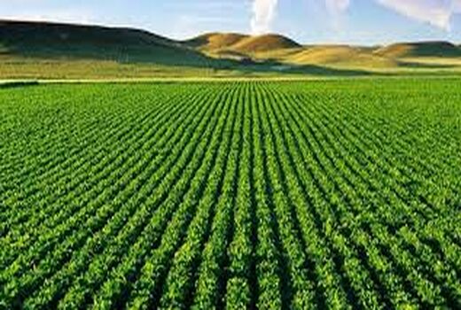 سه هزار هکتار سطح زیر کشت دانه روغنی سویا در این شهرستان 