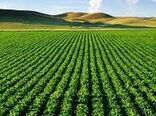 سه هزار هکتار سطح زیر کشت دانه روغنی سویا در این شهرستان 