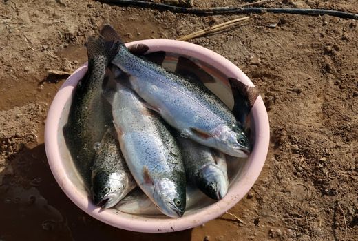 ترویج پرورش قزل‌آلا در استخرهای خاکی مزارع ماهیان گرمابی خوزستان