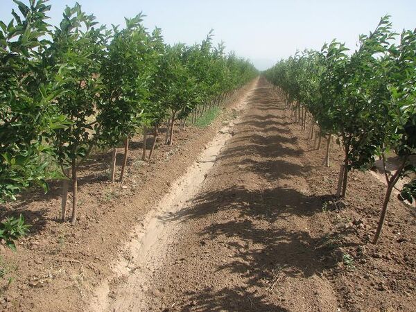 ۸۰۰ هکتار اراضی کشاورزی شهرستان البرز تحت پوشش بیمه  قرار  گرفت