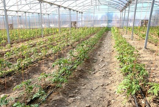 کشت انواع محصولات در محیط‌های گلخانه ای با جدیت برنامه ریزی و دنبال می شود