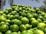 برداشت ۶۰ هزارتن لیمو ترش از باغ‌های بوشهر