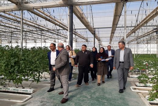 نمایندگان کشورهای روسیه و هند از مجتمع گلخانه ای فراکشت در بهارستان بازدید کردند