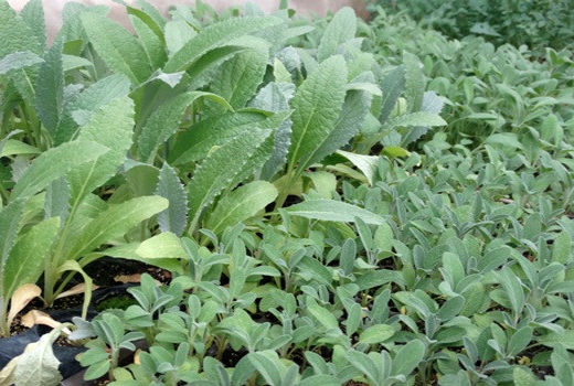 آغاز ثبت نام متقاضیان استفاده از تسهیلات 4 درصدی برای کشت گیاهان دارویی در آذربایجان غربی