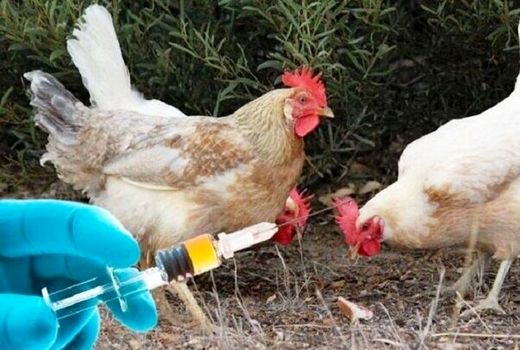 آغاز واکسیناسیون رایگان طیور بر علیه بیماری نیوکاسل در اردستان