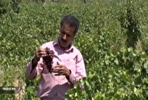روستای حسن آباد بیدکان، قطب تولید انگور مبارکه