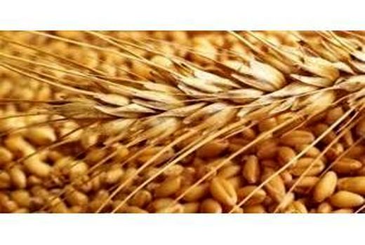 خرید تضمینی 340 تن گندم از کشاورزان بابل/ خوشه‌دهی 19 هزار هکتار از مزارع برنج