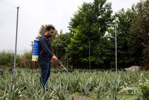 مزرعه پرورش آلوئه ورا درآمل