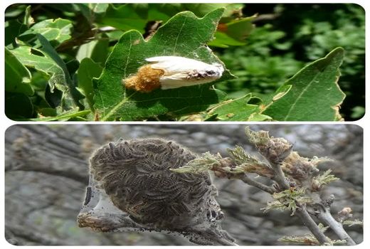 مدیریت تلفیقی آفت پروانه دم قهوه‌ای در قزوین؛ از تحقیق علمی تا میدان مبارزه