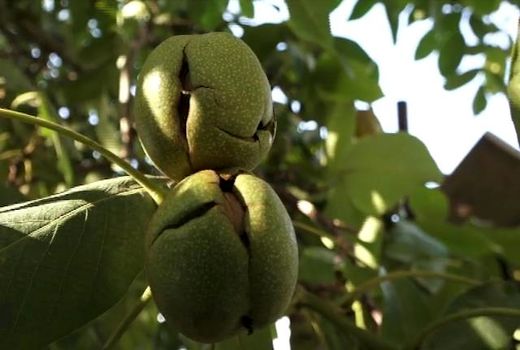 برداشت گردو از باغات اصفهان آغاز شد 